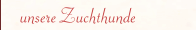 unsere Zuchthunde