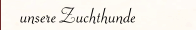 unsere Zuchthunde
